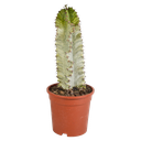 Euphorbia marmorata 17 cm