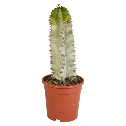 "Euphorbia marmorata 17 cm image"
