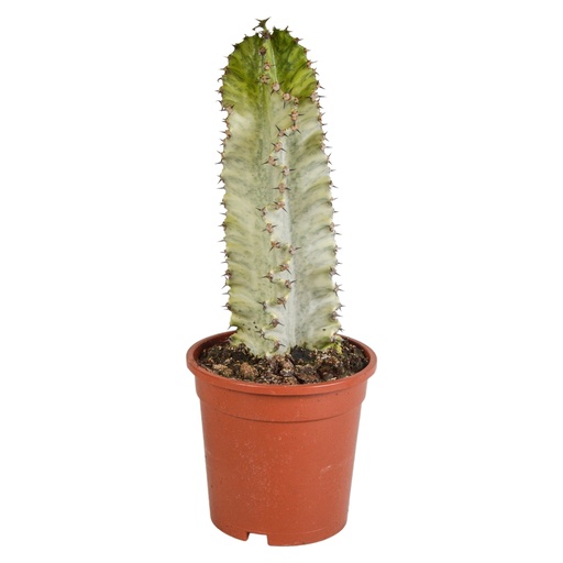 "Marmorierte Wolfsmilch (Euphorbia marmorata) – pflegeleichte Zimmerpflanze, Höhe ca. 17 cm image"