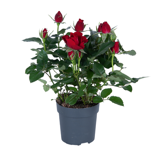 "Roth-Rose (Rosa rothii) – winterharte Strauchrose, Topf-Ø 17 cm, Höhe ca. 45 cm image"