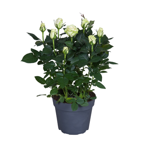 "Rose (Rosa) – winterhartes Ziergehölz, Topf-Ø 17 cm, Höhe ca. 45 cm image"