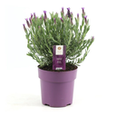 Lavendel stoechas Anouk rosa Ø15 cm - ↕30 cm