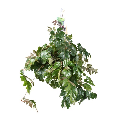 "Cissus Rhombifolia Ellen Danica - Ø17cm - ↕70cm image"