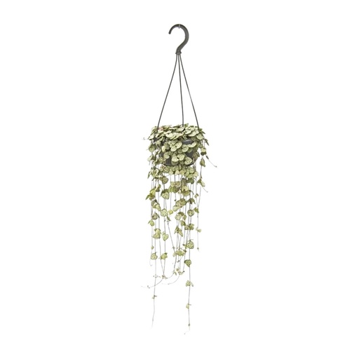 "Leuchterblume (Ceropegia woodii) – pflegeleichte Zimmerpflanze, Topf-Ø 14 cm, Höhe ca. 50 cm image"