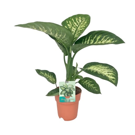 "Dieffenbachia Seguine Tropic Snow - Ø19cm - ↕70cm image"