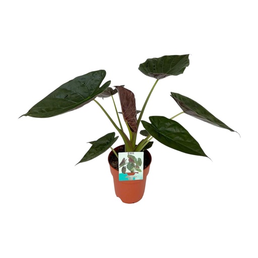 "Alocasia Wentii - Ø19cm - ↕85cm image"