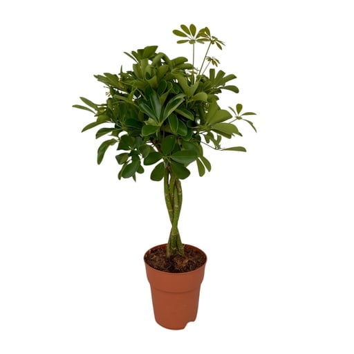 "Schefflera Compacta - Ø19cm - ↕80cm image"