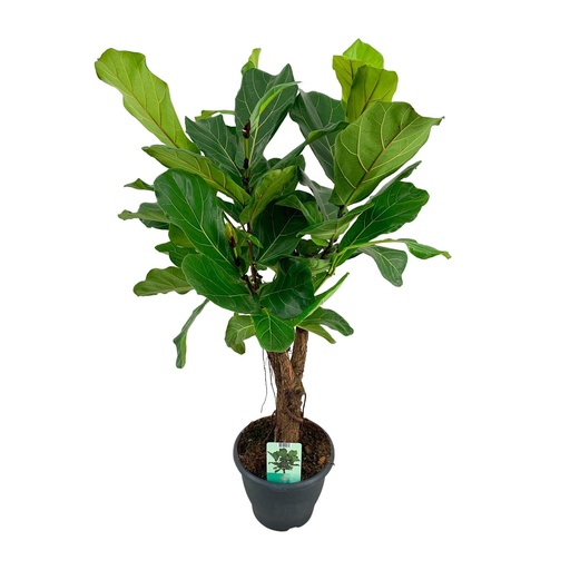 "Ficus Lyrata - Ø26cm - ↕100cm image"