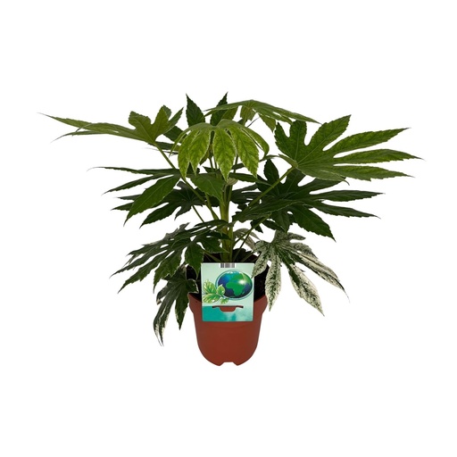 Zimmeraralie Fatsia japonica