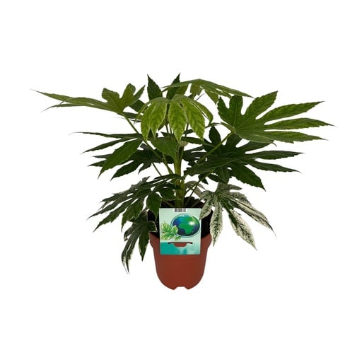 "Zimmeraralie (Fatsia japonica) – pflegeleichte Zimmerpflanze, Topf-Ø 19 cm, Höhe ca. 60 cm image"