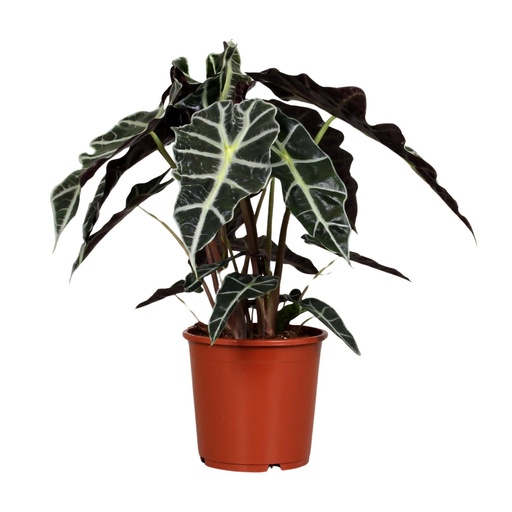 "Alocasia Polly - Ø17cm - ↕45cm image"