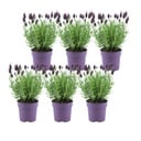 Lavandula stoechas Anouk® - 12 cm Topf - Set von 6 Schopflavendel