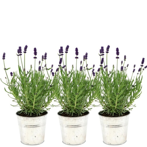 "Plants by Frank - Lavandula angustifolia Felice® im Dekotopf 'Old Look' - 13 cm Topf - Set mit 3 echten Lavendeln im Dekotopf image"