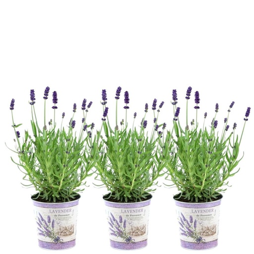 "Echter Lavendel 'Lavenderprint' (Lavandula angustifolia) – winterharte Duftstaude, Höhe ca. 13 cm image"