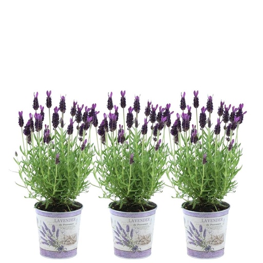 "Schopflavendel 'Lavenderprint' (Lavandula stoechas) – winterharte Duftstaude, Höhe ca. 13 cm image"