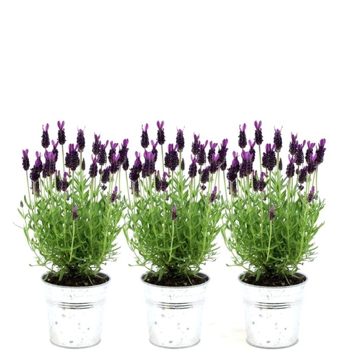 "Plants by Frank - Lavandula stoechas Anouk® im Dekotopf 'Old Look' - 13 cm Topf - 3er-Set Französischer Lavendel im Dekotopf image"
