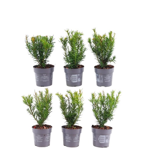 "Plants by Frank - 1 Meter Eibenhecke - Taxus media Farmen - Pflanzenset mit 6 winterharten Heckenpflanzen - Immergrüne Hecke - Direkt von der Gärtnerei geliefert image"