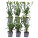 Plants by Frank - 1 Meter Eibenhecke - Taxus media Groenland - Pflanzenset mit 6 winterharten Heckenpflanzen - Immergrüne Hecke - Direkt von der Gärtnerei geliefert