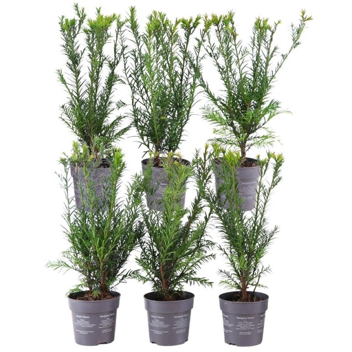 "Plants by Frank - 1 Meter Eibenhecke - Taxus media Groenland - Pflanzenset mit 6 winterharten Heckenpflanzen - Immergrüne Hecke - Direkt von der Gärtnerei geliefert image"