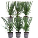 Plants By Frank - 1 Meter Eibenhecke - Taxus baccata - Pflanzenset mit 6 winterharten Heckenpflanzen - Immergrüne Hecke - Direkt von der Gärtnerei geliefert
