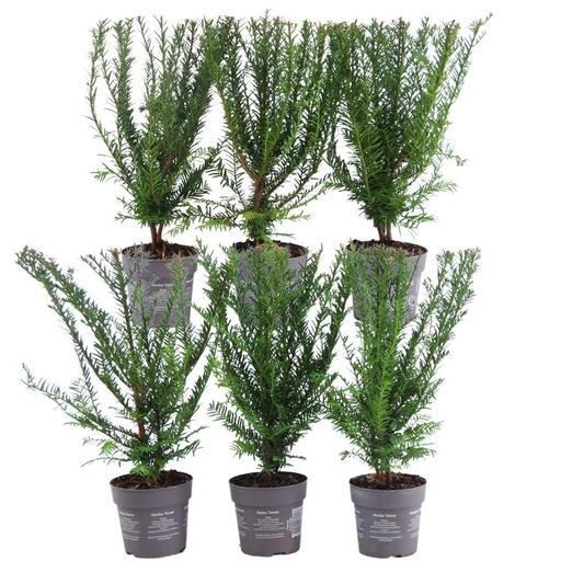 "Gemeine Eibe (Taxus baccata) – winterharte immergrüne Heckenpflanze image"
