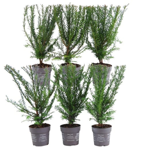 "Gemeine Eibe (Taxus baccata) – winterharte immergrüne Heckenpflanze image"