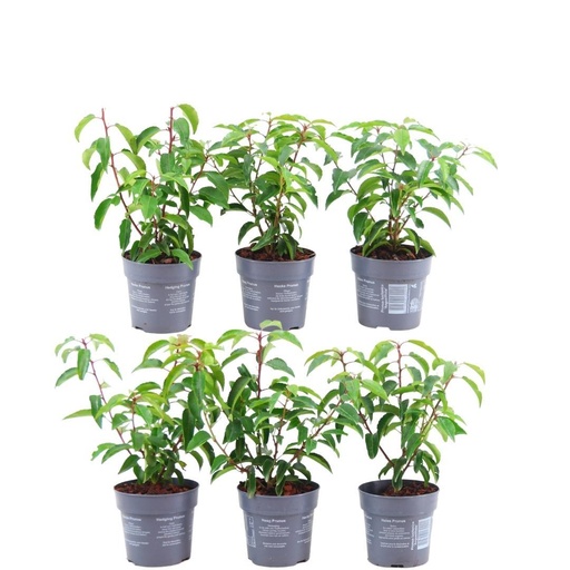 "Plants by Frank - 1 Meter Portugiesischer Kirschlorbeer Hecke - Prunus lusitanica 'Angustifolia' - Pflanzenset mit 6 winterharten Heckenpflanzen - Immergrüne Hecke - Direkt von der Gärtnerei geliefert image"