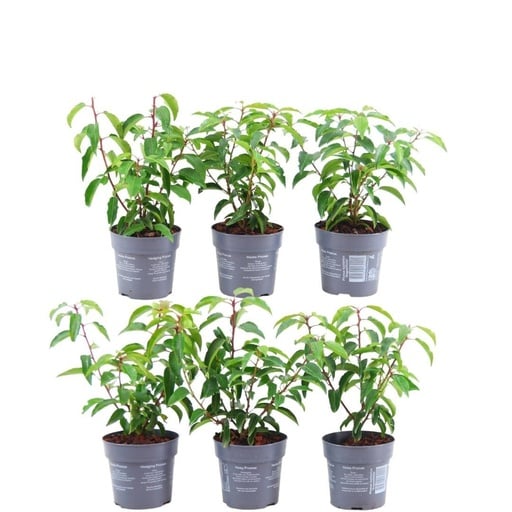 "Portugiesischer Kirschlorbeer 'Angustifolia' (Prunus lusitanica) – winterharter immergrüner Strauch image"