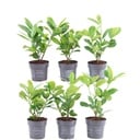 Plants by Frank - 1m Kirschlorbeer Hecke - Prunus laurocerasus 'Rotundifolia' - Pflanzenset mit 6 winterharten Heckenpflanzen - Immergrüne Hecke - Direkt von der Gärtnerei geliefert