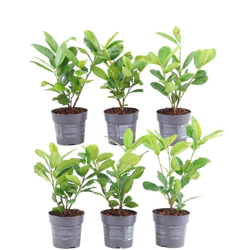 "Plants by Frank - 1m Kirschlorbeer Hecke - Prunus laurocerasus 'Rotundifolia' - Pflanzenset mit 6 winterharten Heckenpflanzen - Immergrüne Hecke - Direkt von der Gärtnerei geliefert image"