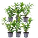 Plants by Frank - 1 Meter Kirschlorbeerhecke - Prunus laurocerasus 'Novita' - Pflanzenset mit 6 winterharten Heckenpflanzen - Immergrüne Hecke - Direkt von der Gärtnerei geliefert
