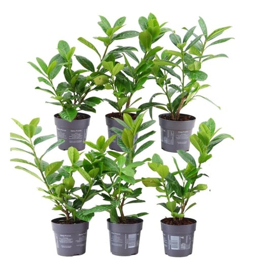 "Kirschlorbeer 'Novita' (Prunus laurocerasus) – winterharter immergrüner Strauch image"