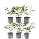 Plants by Frank - 1 Meter Glanzmispel Hecke - Photinia fraseri 'Red Robin' - Pflanzenset mit 6 winterharten Heckenpflanzen - Immergrüne Hecke - Direkt von der Gärtnerei geliefert