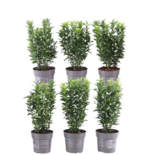 "Japanischer Spindelstrauch 'Green Spire' (Euonymus japonicus) – winterharter Zierstrauch image"