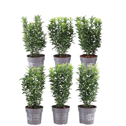 "Japanischer Spindelstrauch 'Green Spire' (Euonymus japonicus) – winterharter Zierstrauch image"