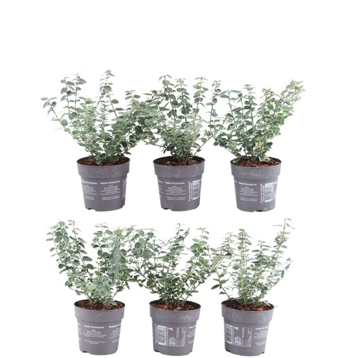 "Plants by Frank - 1 Meter Bunte Spindelstrauch Hecke - Euonymus fortunei 'Emerald Gaiety' - Pflanzenset mit 6 winterharten Heckenpflanzen - Immergrüne Hecke - Direkt von der Gärtnerei geliefert image"