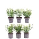 Plants by Frank - 1 Meter Gelbe Spindelstrauch Hecke - Euonymus fortunei 'Emerald Gold' - Pflanzenset mit 6 winterharten Heckenpflanzen - Immergrïune Hecke - Direkt von der Gärtnerei geliefert