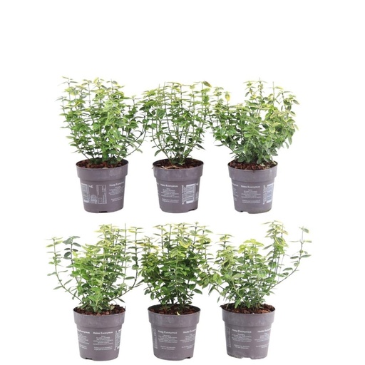 "Kriechspindel 'Emerald Gold' 6er-Set (Euonymus fortunei) – winterharter immergrüner Strauch, für 1 m Hecke image"