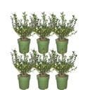 Plants by Frank - 1 Meter Stechpalmen Hecke - Ilex crenata 'Jenny'® - Pflanzenset mit 6 winterharten Heckenpflanzen - ImmergrÃ¼ne Hecke - Direkt von der Gärtnerei geliefert