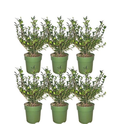 "Plants by Frank - 1 Meter Stechpalmen Hecke - Ilex crenata 'Jenny'® - Pflanzenset mit 6 winterharten Heckenpflanzen - ImmergrÃ¼ne Hecke - Direkt von der Gärtnerei geliefert image"