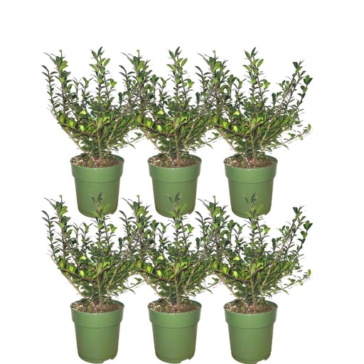 "Japanische Stechpalme 'Jenny' (Ilex crenata) – winterhartes immergrünes Gehölz image"
