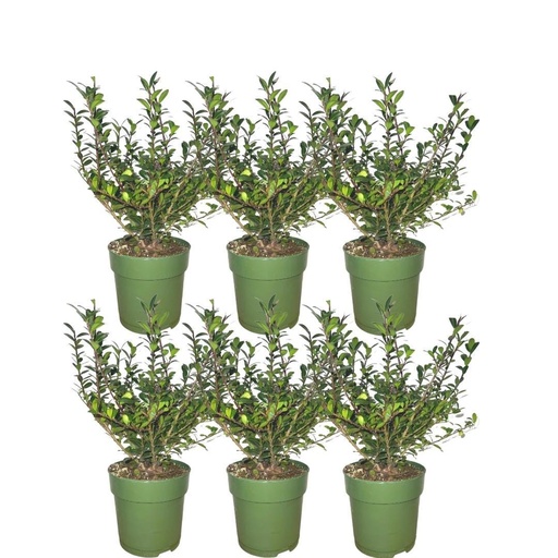 "Japanische Stechpalme 'Jenny' (Ilex crenata) – winterhartes immergrünes Gehölz image"