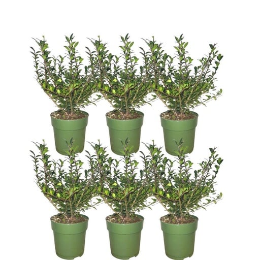 "Japanische Stechpalme 'Jenny' (Ilex crenata) – winterhartes immergrünes Gehölz image"