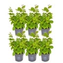 Plants by Frank - 1 Meter Hainbuche Hecke - Carpinus Betulus - Pflanzenset mit 6 winterharten Heckenpflanzen - Laubabwerfende Hecke - Direkt von der GÃ¤rtnerei geliefert