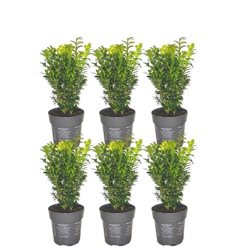 "1 Meter Buxus Sempervirens Hecke - ↕ 20 cm - 6 x Ø12 cm image"