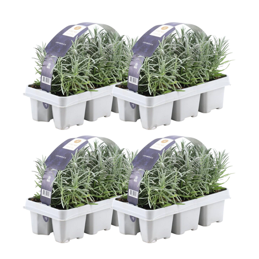 "4 x 6er set Lavender angustifolia - 24 x Ø7 cm - ↕15 cm image"