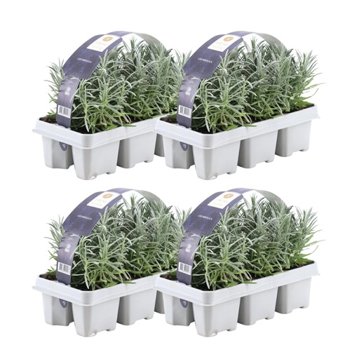 "Echter Lavendel 24 Pflanzen (4 × 6er-Pack) (Lavandula angustifolia) – winterharte Duftpflanze, Topf-Ø 7 cm, Höhe ca. 15 cm image"