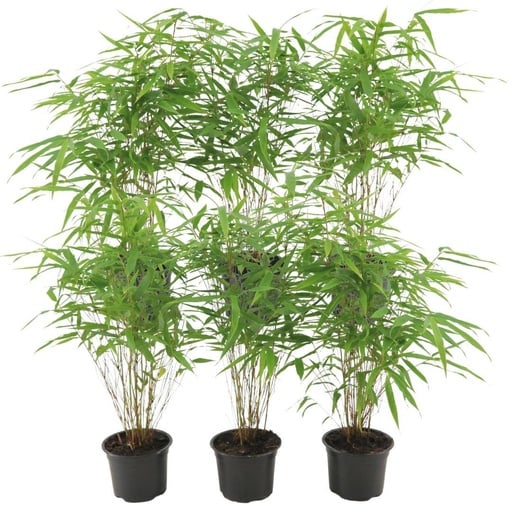 "6 x Fargesia Rufa Ø12 cm - ↕25 cm image"