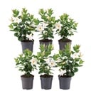 6 x Dipladenia white - Mandevilla white Ø12 cm - ↕25 cm