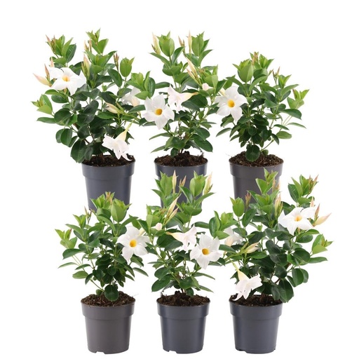 "6 x Dipladenia white - Mandevilla white Ø12 cm - ↕25 cm image"